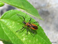 Trachylestes aspericollis