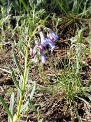 Mertensia lanceolata