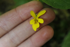 Viola glabella