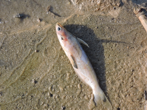 Zwartvin-houtmeerval (Auchenipterus nigripinnis) — Auchenipteridae — 3