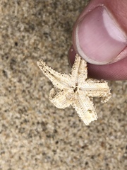 Asteriidae