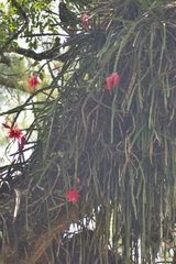 Heliocereus speciosus