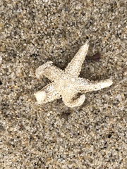 Asteriidae