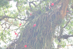 Heliocereus speciosus