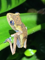 Black-Flanked Treefrog photo 4