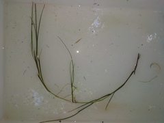 Zannichellia palustris