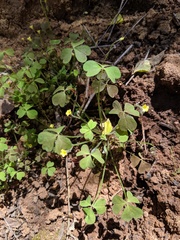 Oxalis laxa