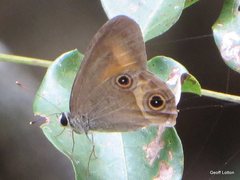 Hypocysta irius