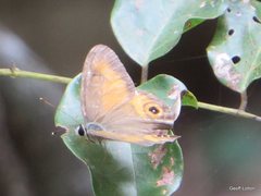 Hypocysta irius