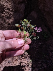 Oxalis laxa
