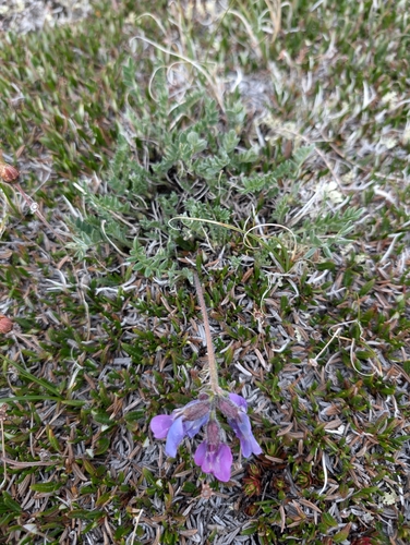 Image of Oxytropis arctica by (c) Katherine Baird, some rights reserved (CC BY)