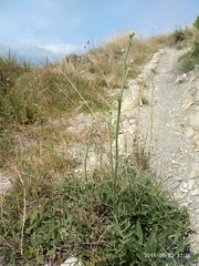 Centaurea salonitana