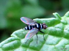 Trigonospila