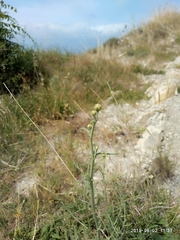 Centaurea salonitana