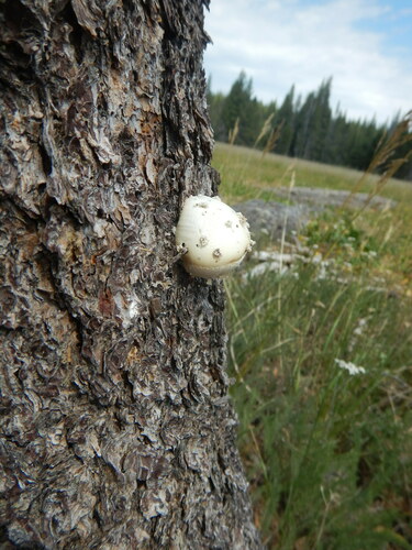 iNaturalist observation photo of Veiled Polypore