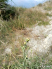 Centaurea salonitana