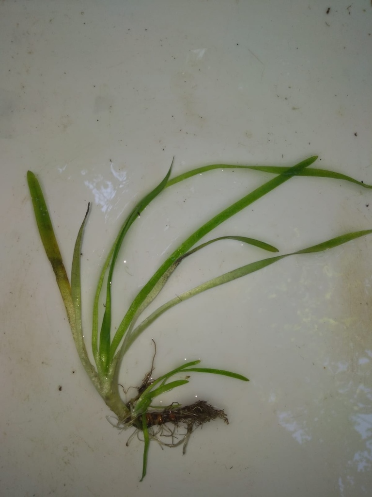 Vallisnérie spiralée (Vallisneria spiralis)
