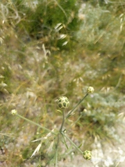 Centaurea salonitana