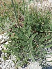 Centaurea salonitana