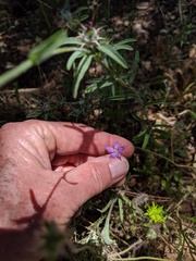 Triodanis biflora