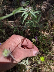 Triodanis biflora