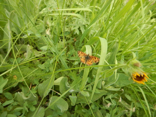 iNaturalist observation photo of Mylitta Crescent