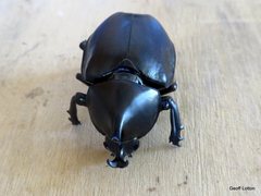 Xylotrupes australicus australicus
