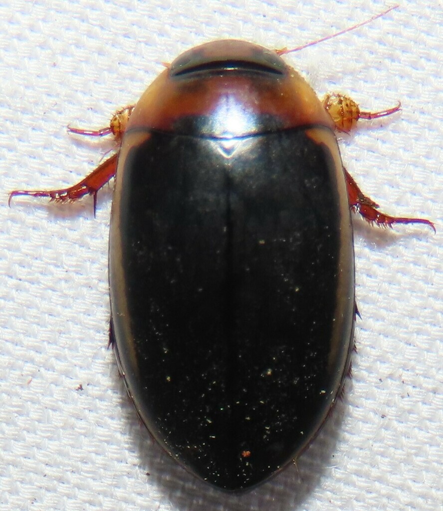 Hydaticus bimarginatus from St. Nicholas, Jacksonville, FL 32207, USA ...