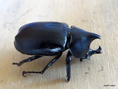 Xylotrupes australicus australicus