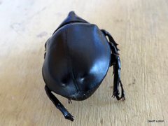 Xylotrupes australicus australicus