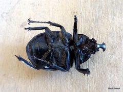 Xylotrupes australicus australicus
