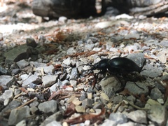 Carabus glabratus