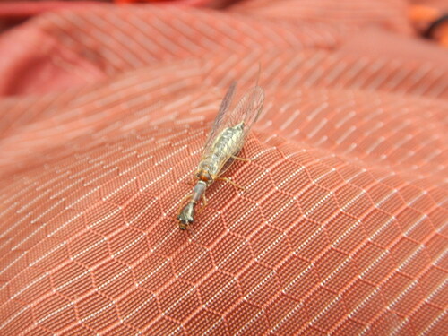 iNaturalist observation photo of Common Snakeflies