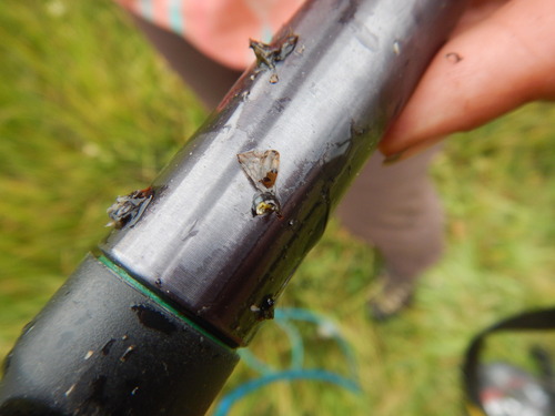 iNaturalist observation photo of Flying Saucer Lady Beetle