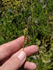 Carex triquetra