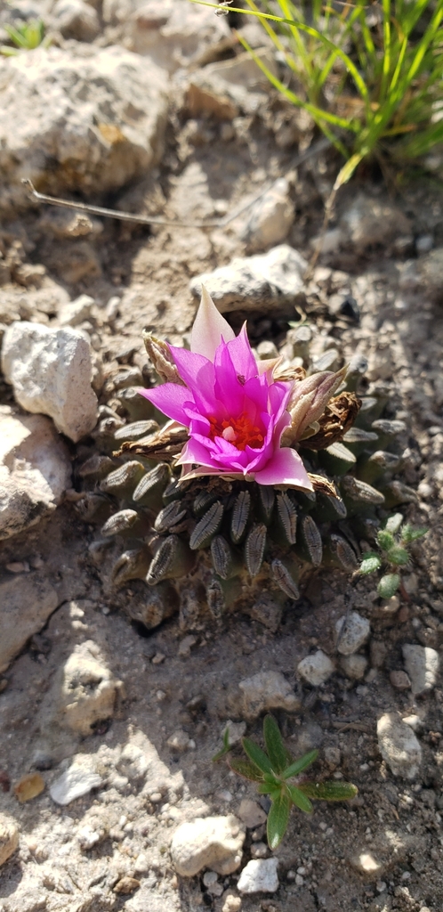 Pelecyphora aselliformis, San Luis Potosí, MX