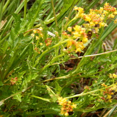 Rorippa palustris palustris