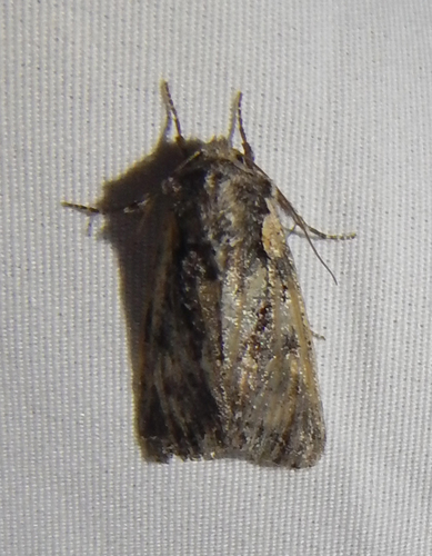 iNaturalist observation photo of Speckled Cutworm Moth