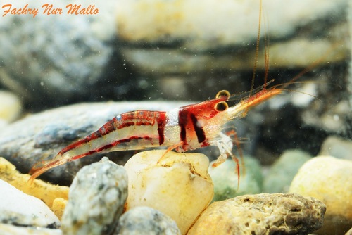 Caridina spongicola