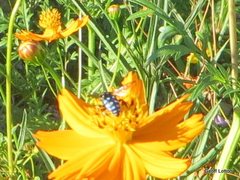 Thyreus caeruleopunctatus