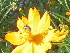 Thyreus caeruleopunctatus