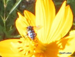 Thyreus caeruleopunctatus