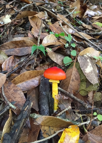 Amanita caesareoides