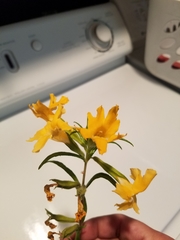 Diplacus longiflorus