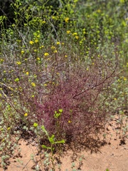 Cordylanthus rigidus