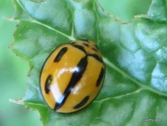 Coelophora inaequalis