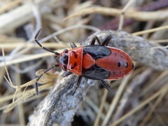 Lygaeus kalmii