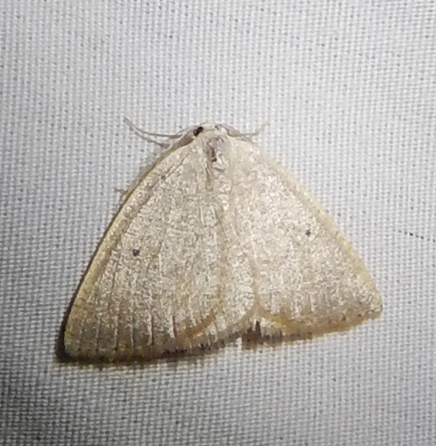 iNaturalist observation photo of Eudrepanulatrix rectifascia