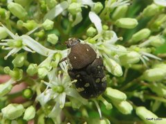 Glycyphana stolata