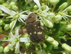 Glycyphana stolata
